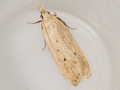 Nothris verbascella
